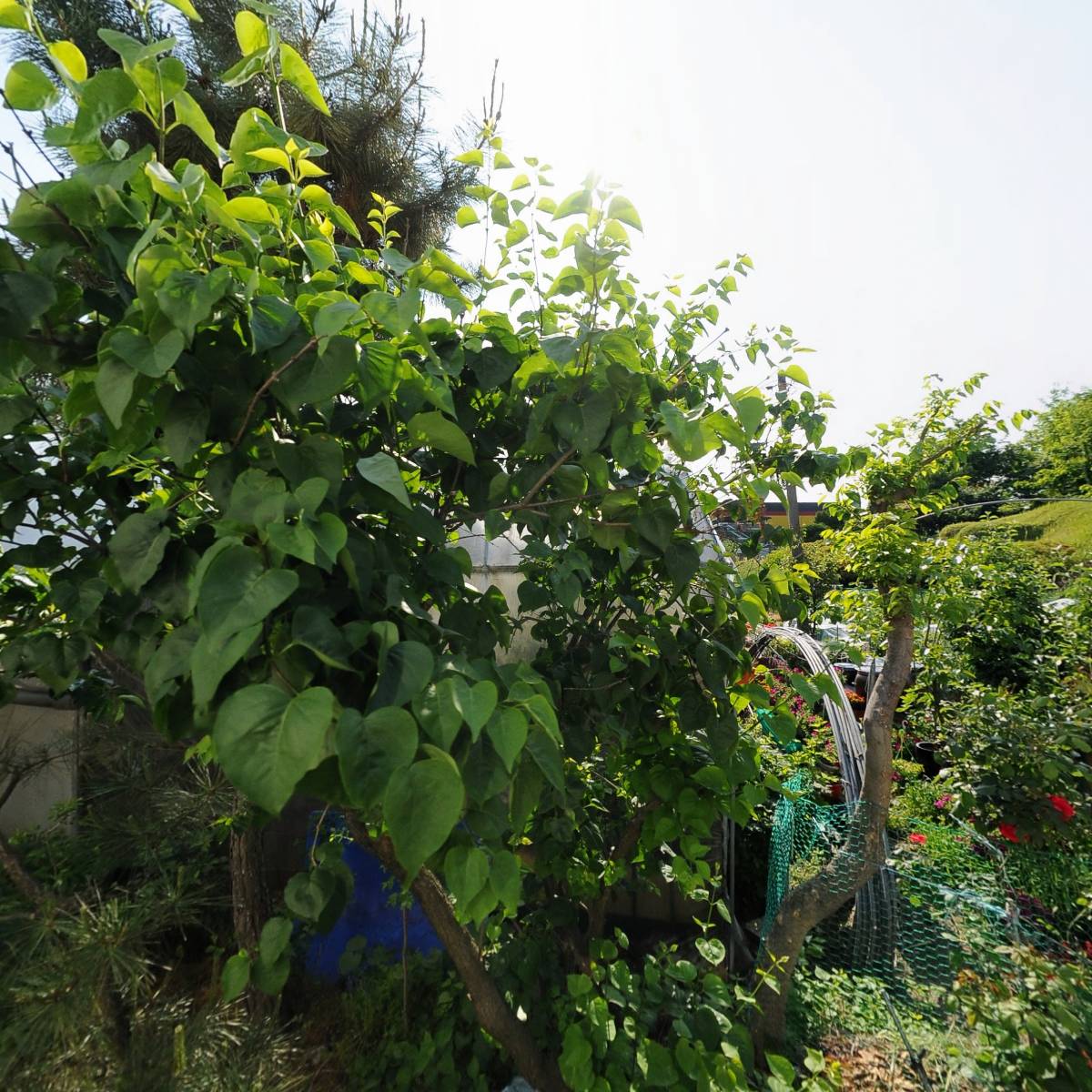 구도일주유소사과나무