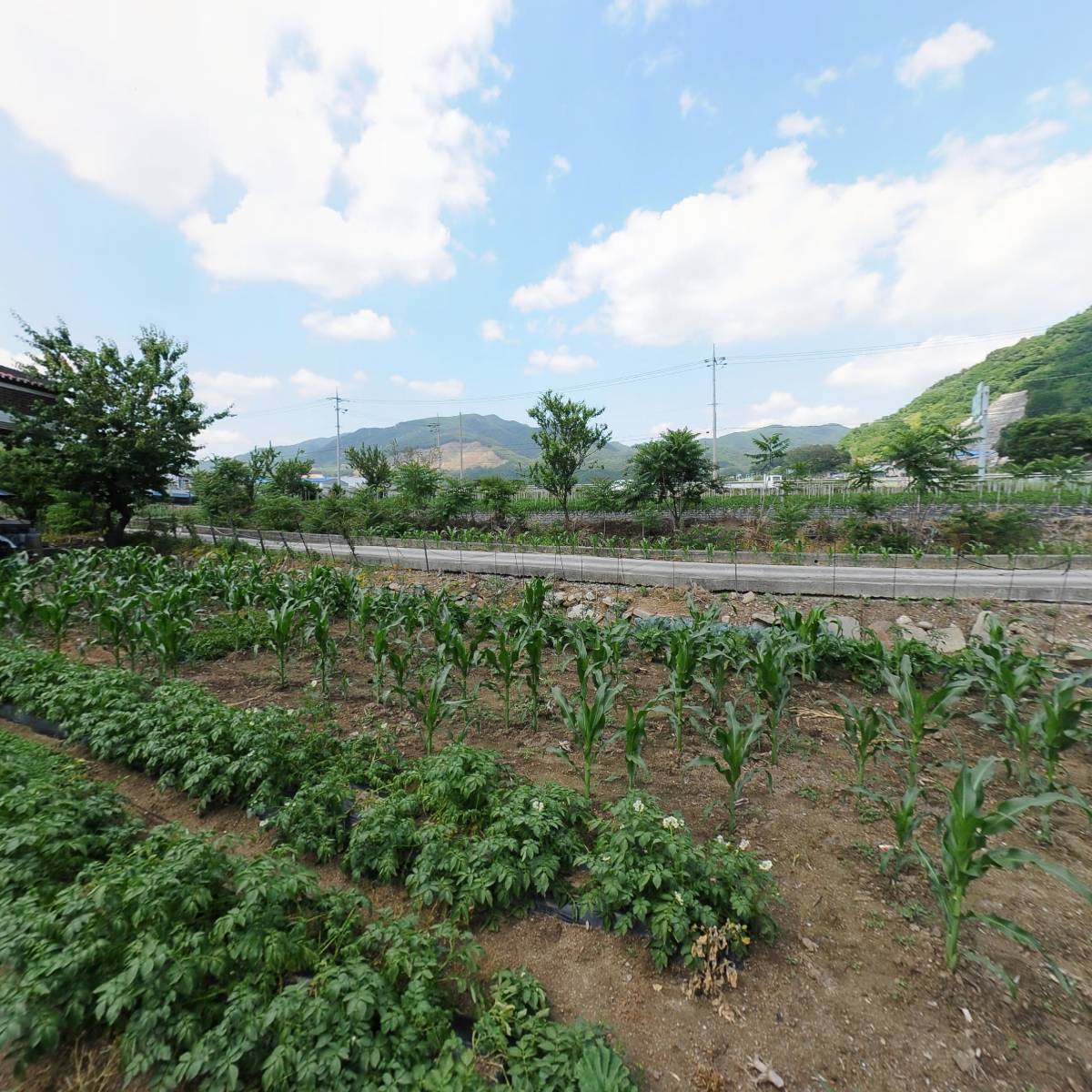 둥지치킨_3