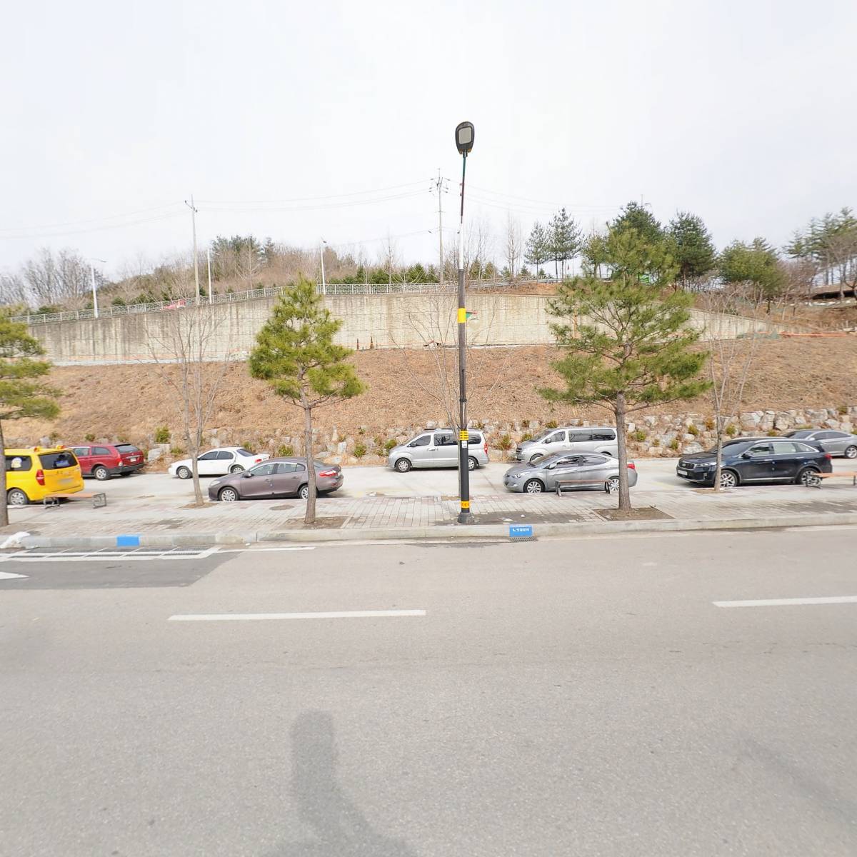 탐라흑돈_3
