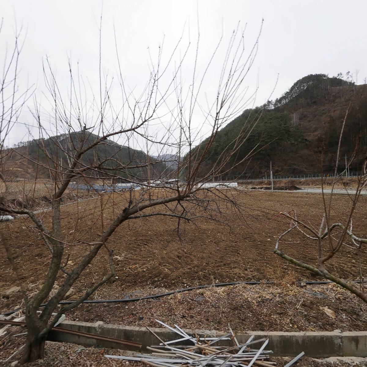 영월영림단_3