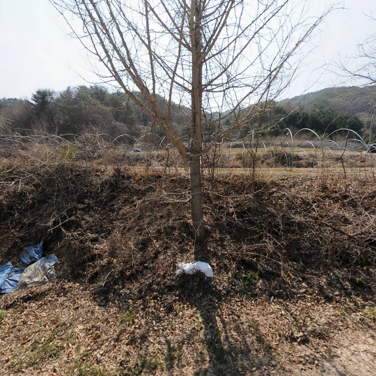 화천블루베리영농조합법인