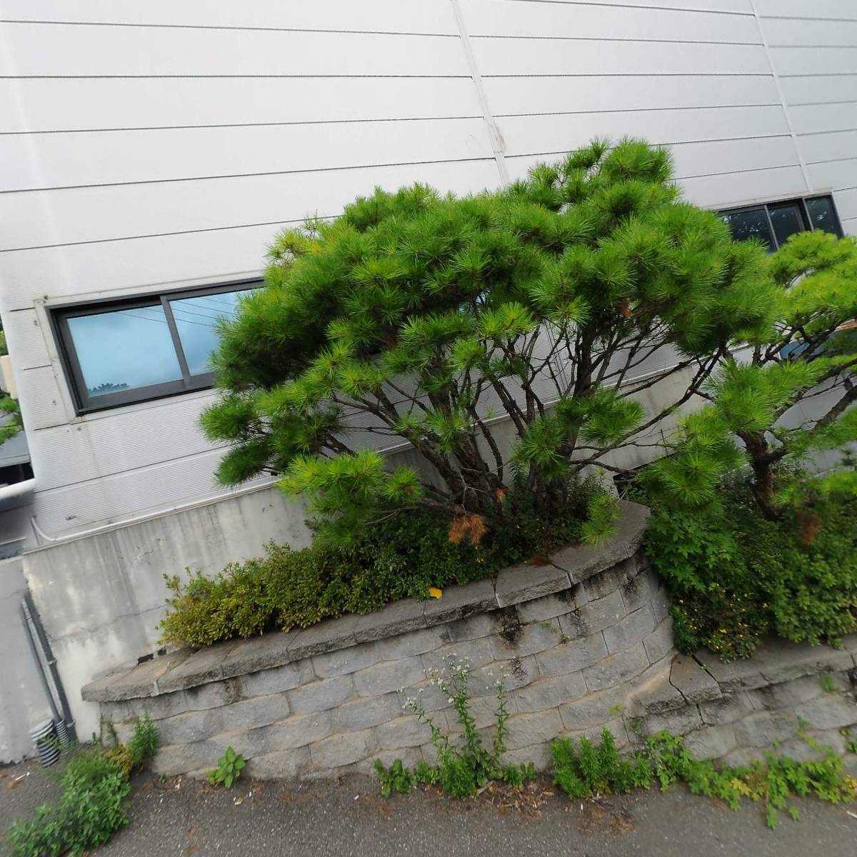 코져레이싱
