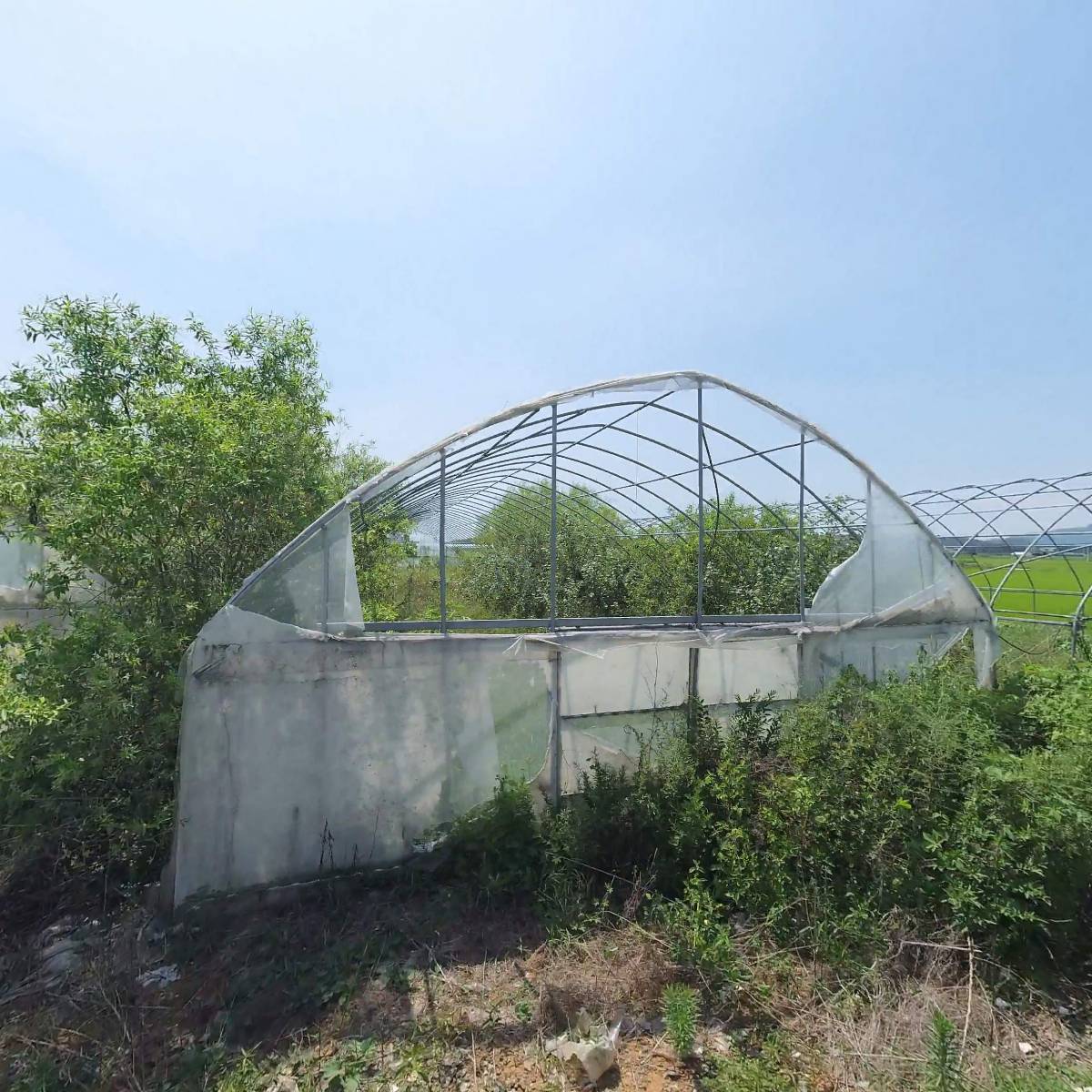 한국열대어수초농장