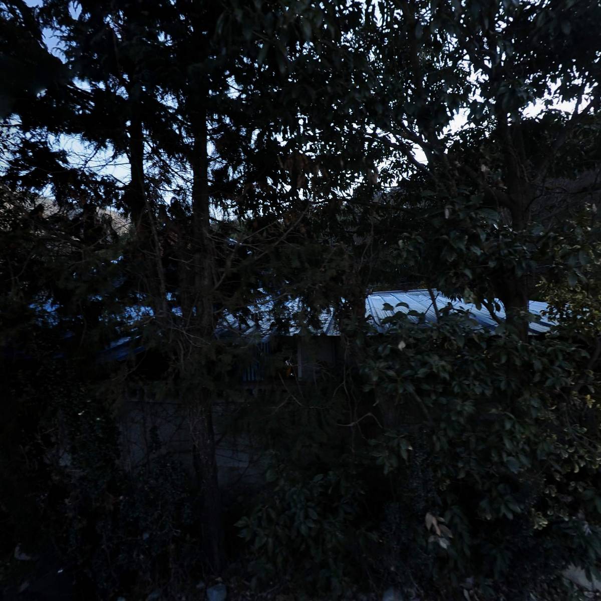 장흥황금비파농장