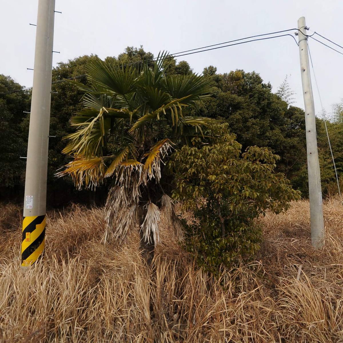 갈대수산_3