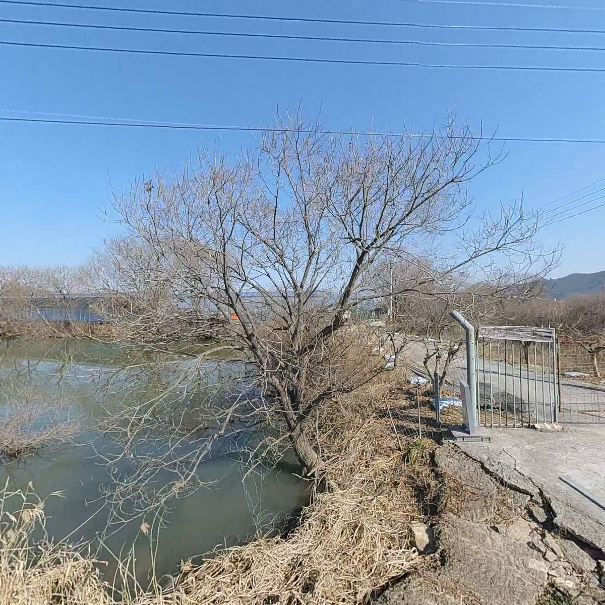 주남애플망고