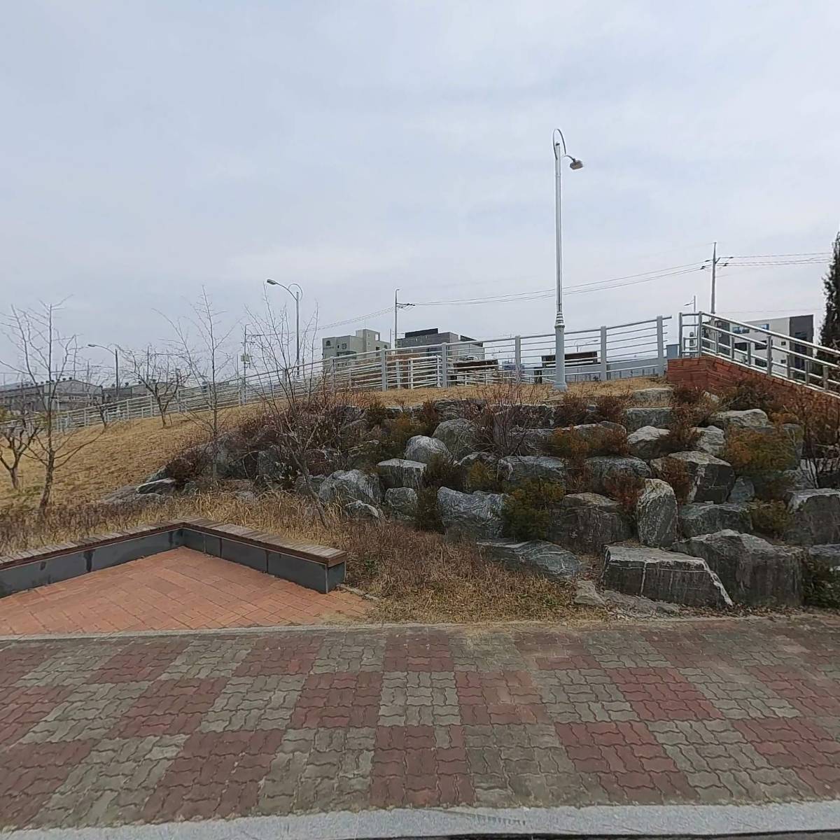 등대장어