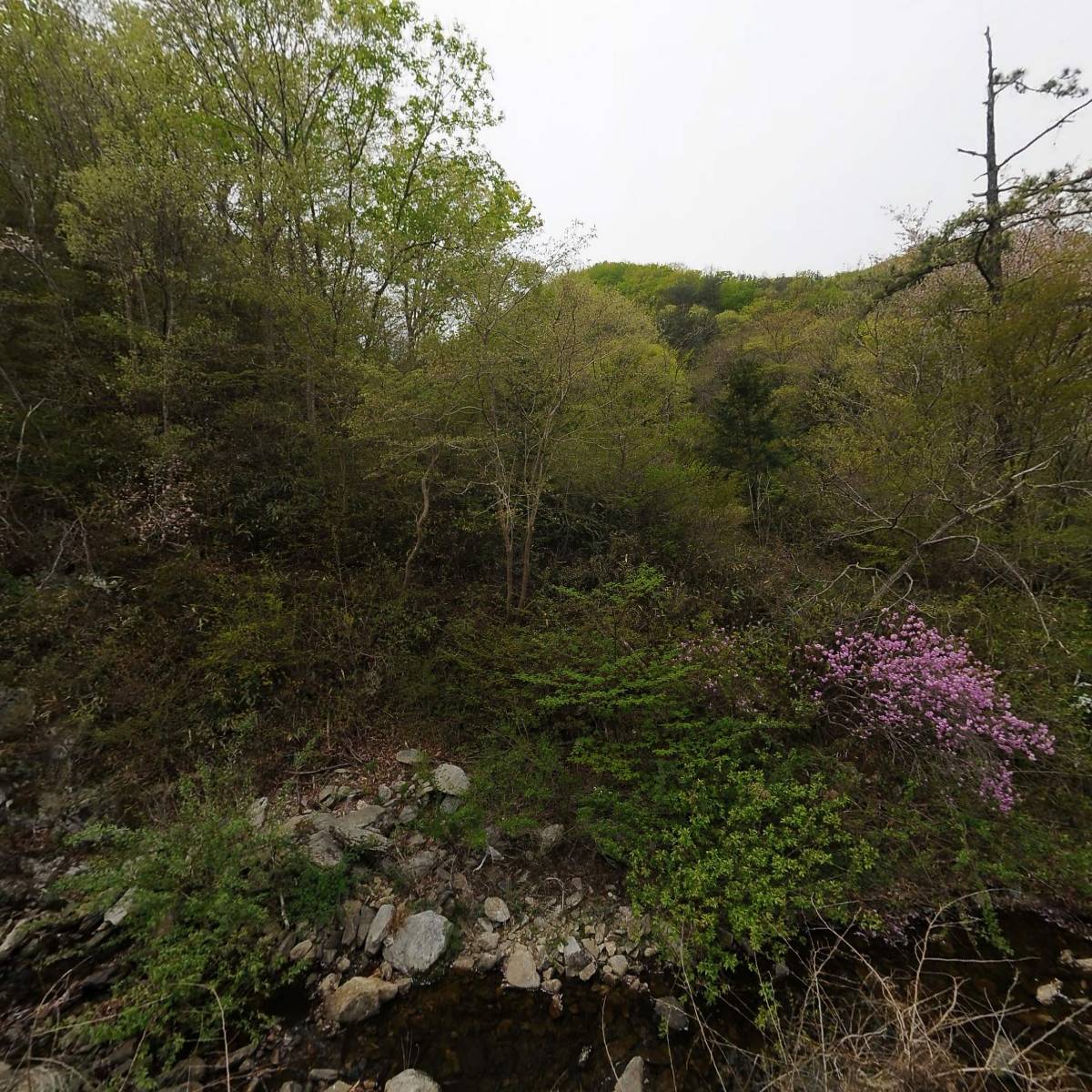 백아산꽃송이버섯영농조합법인