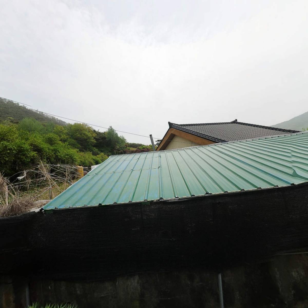 불로치울금농장