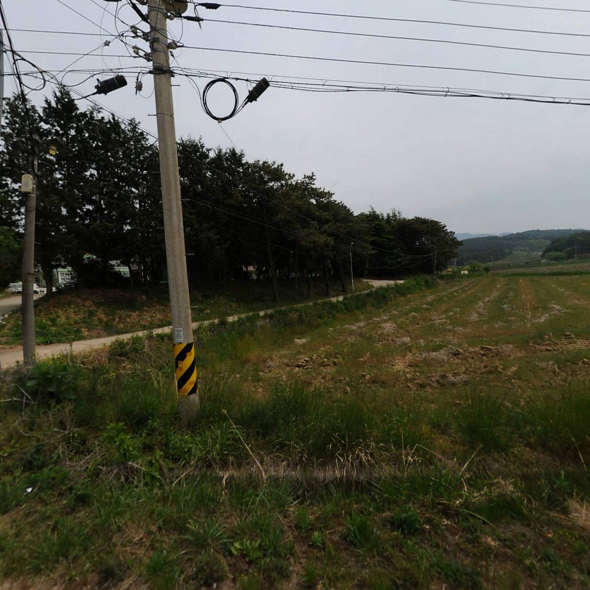 시냇가에심은나무