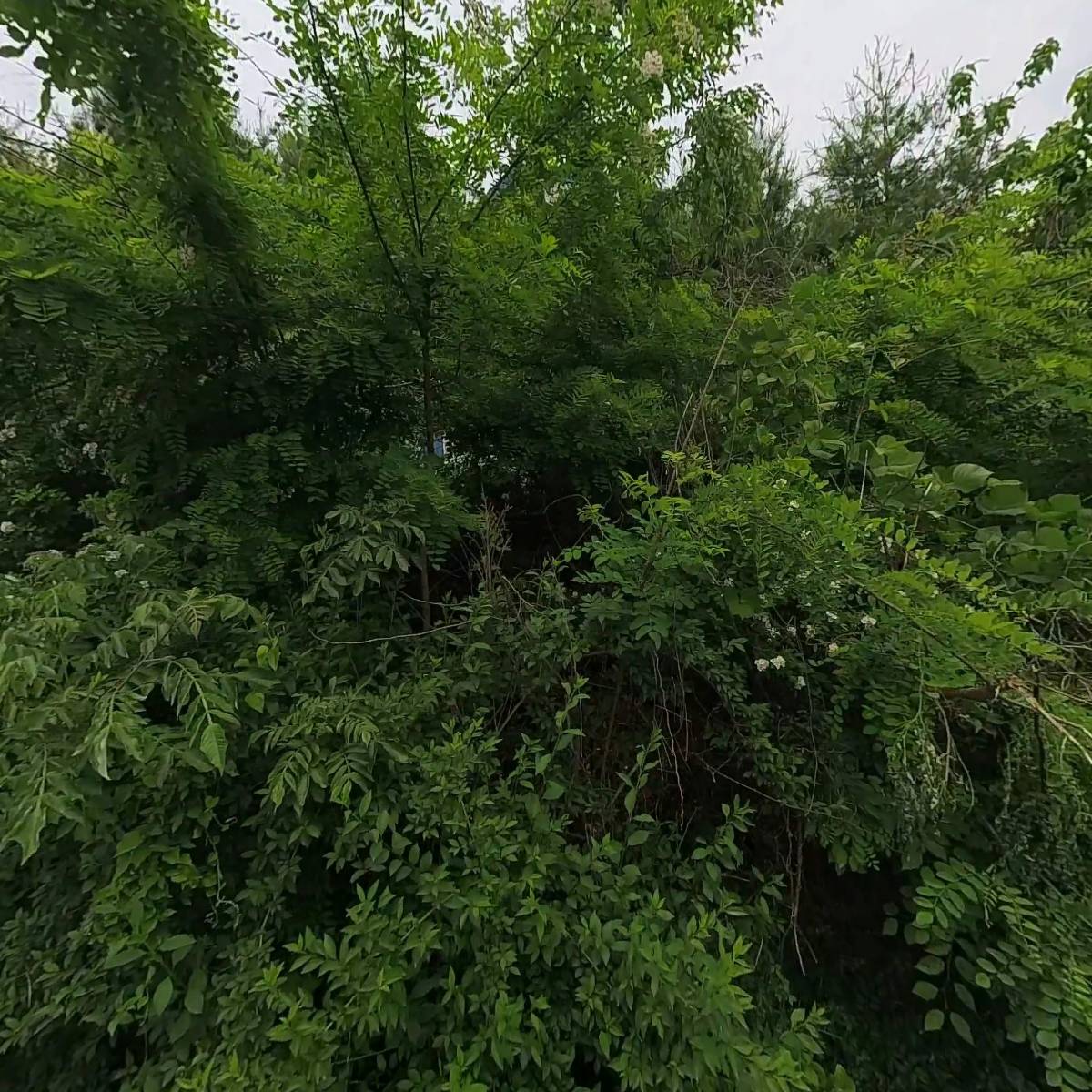 株式會社 巨峰 (주식회사 거봉)_3
