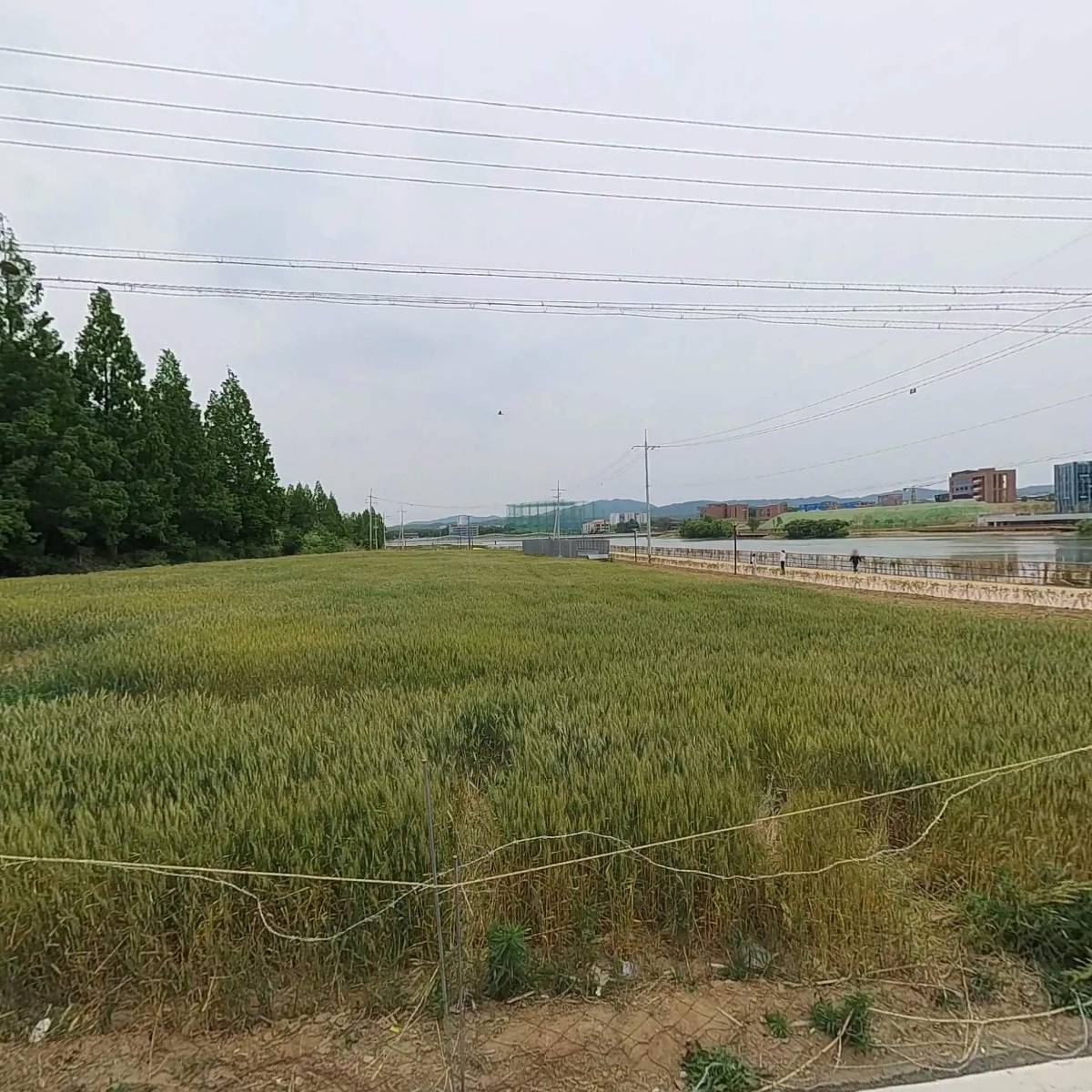 마젠타_3