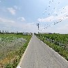 평택 아로니아 농장 나무_2