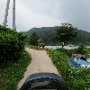 대한메추리_4