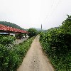 대한메추리_2