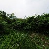 대한메추리_3
