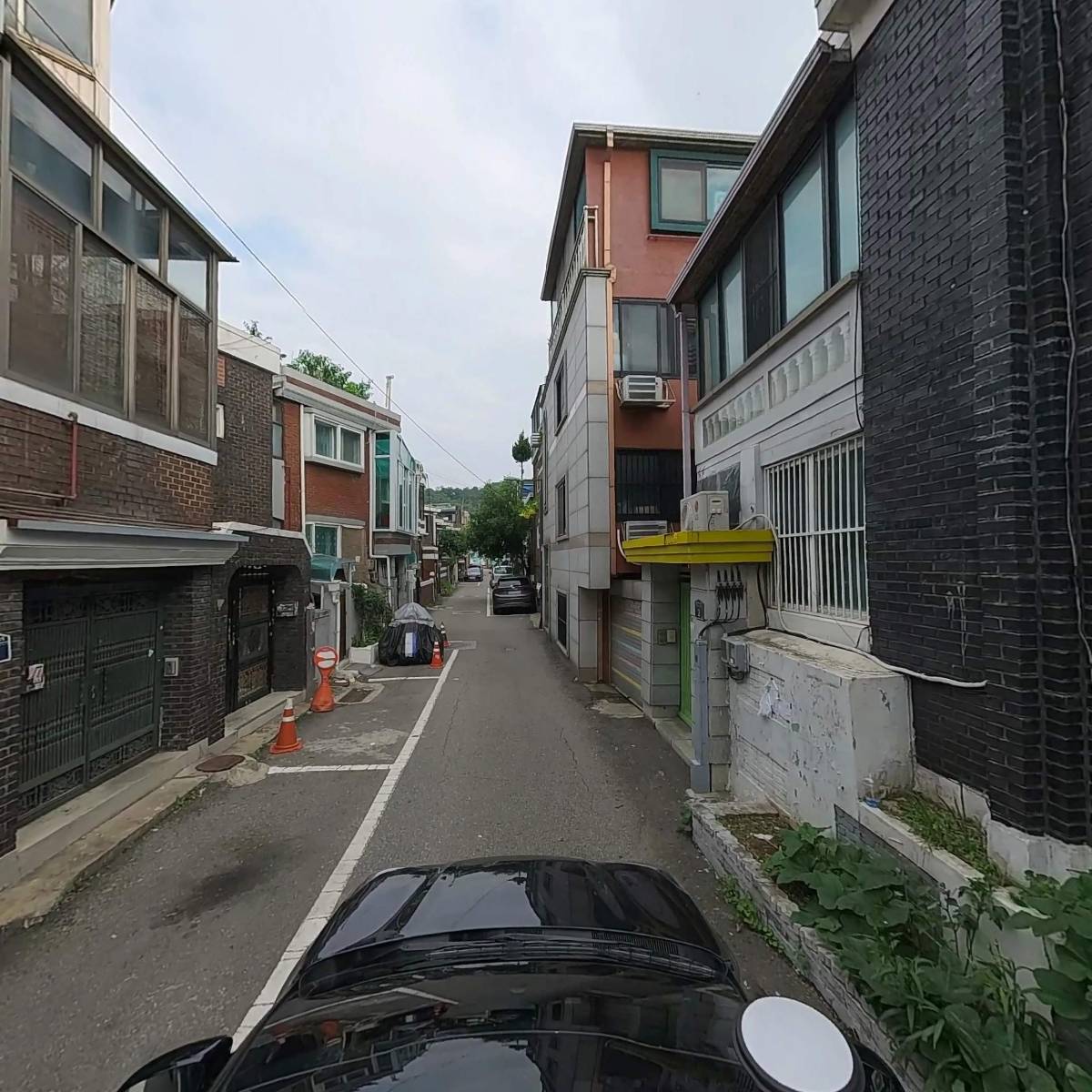 녹색흑염소_4