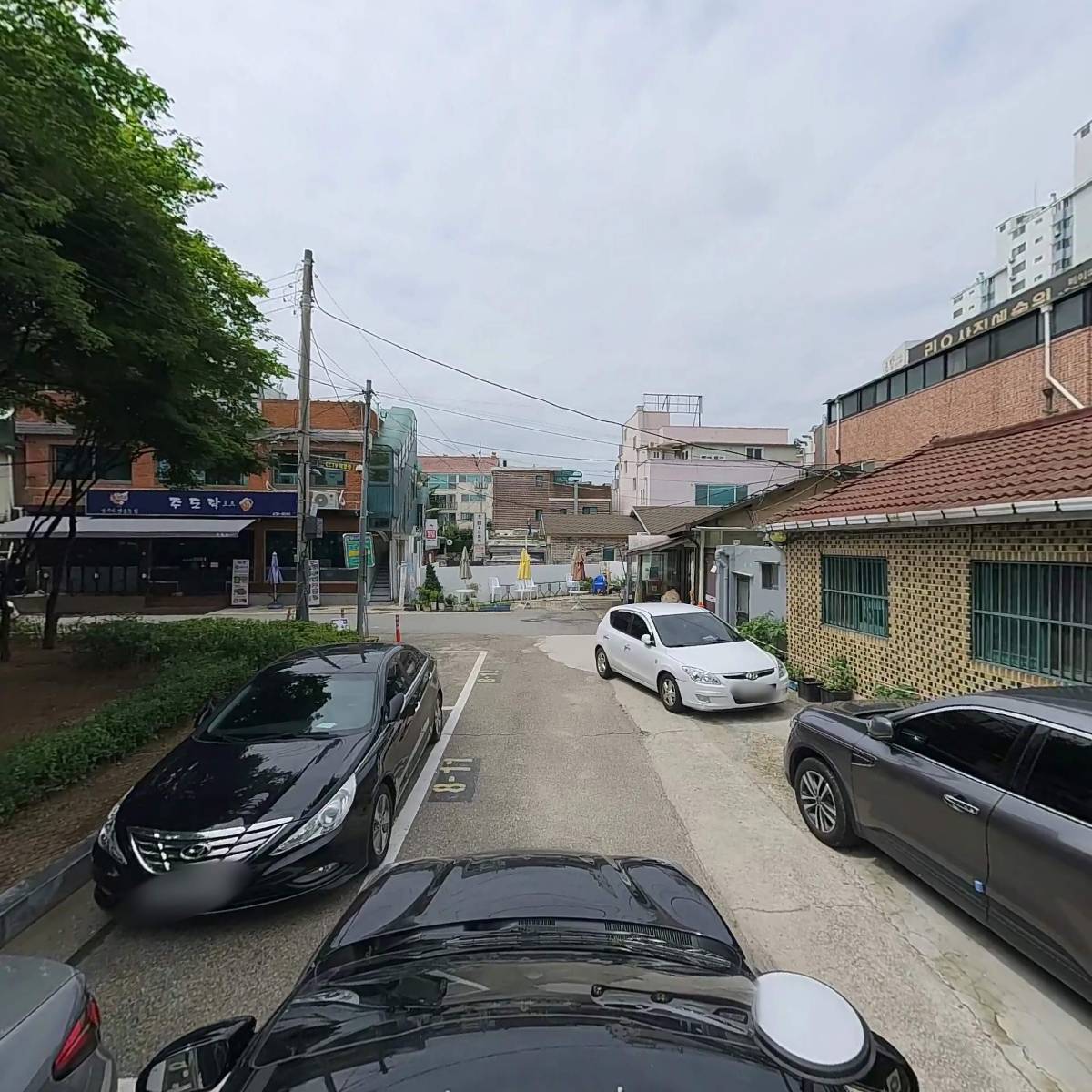 등나무_4