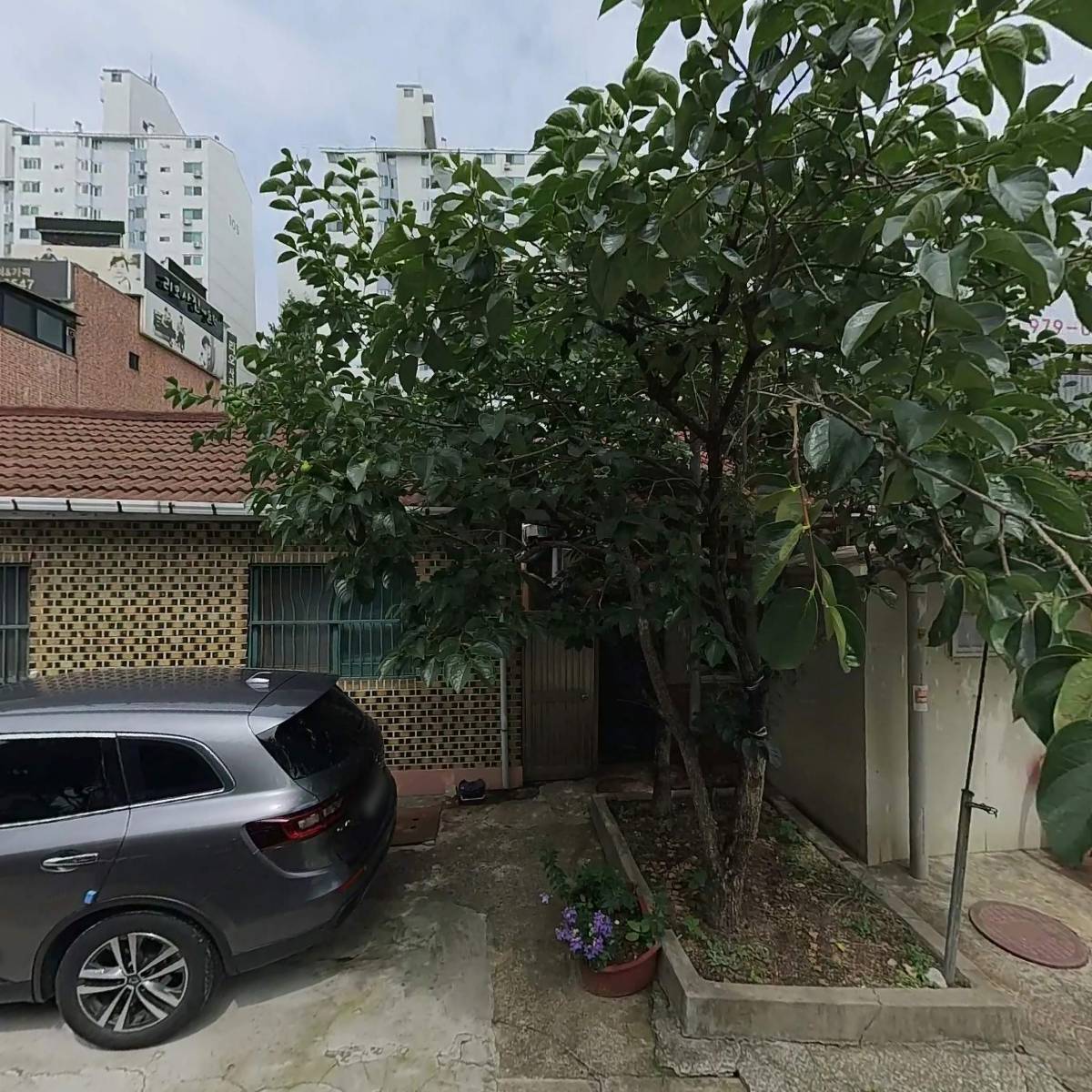 등나무