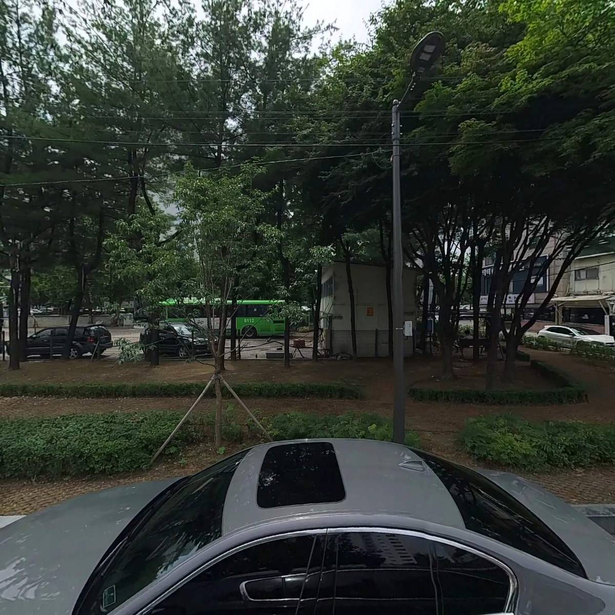 등나무_3