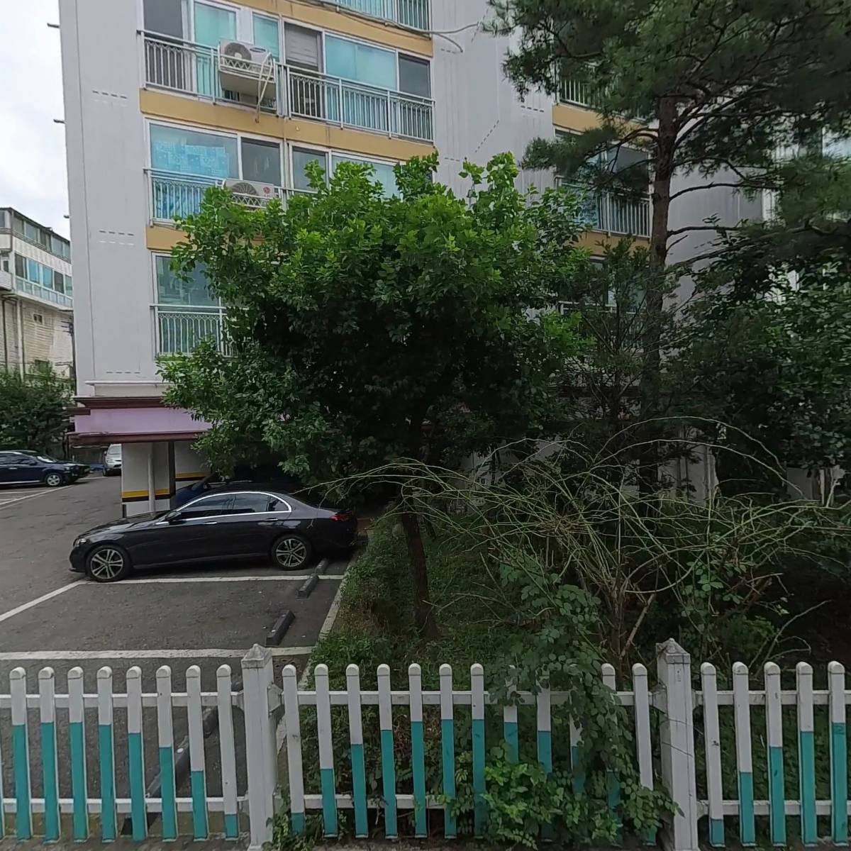 프렌치파인