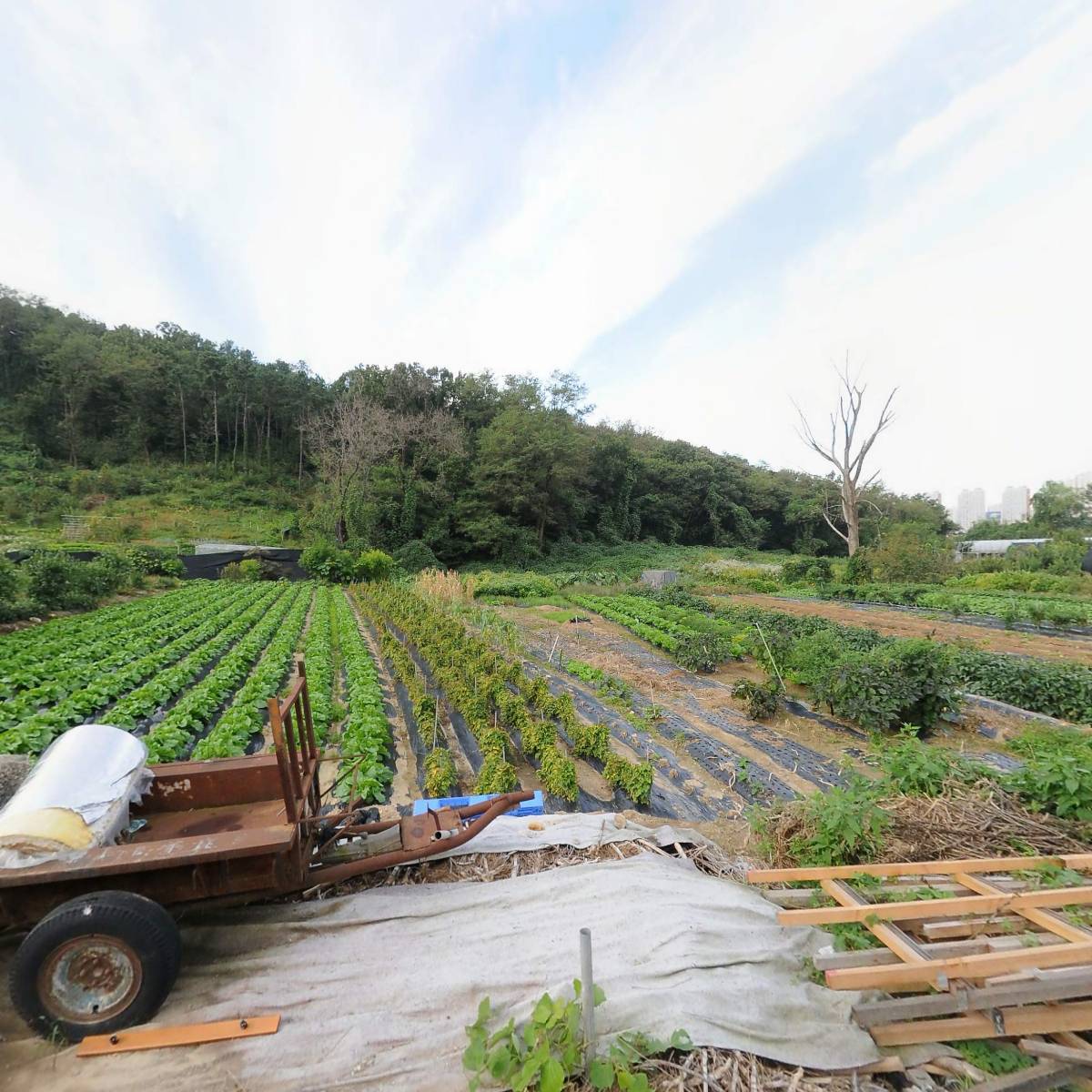 디에이치케미칼