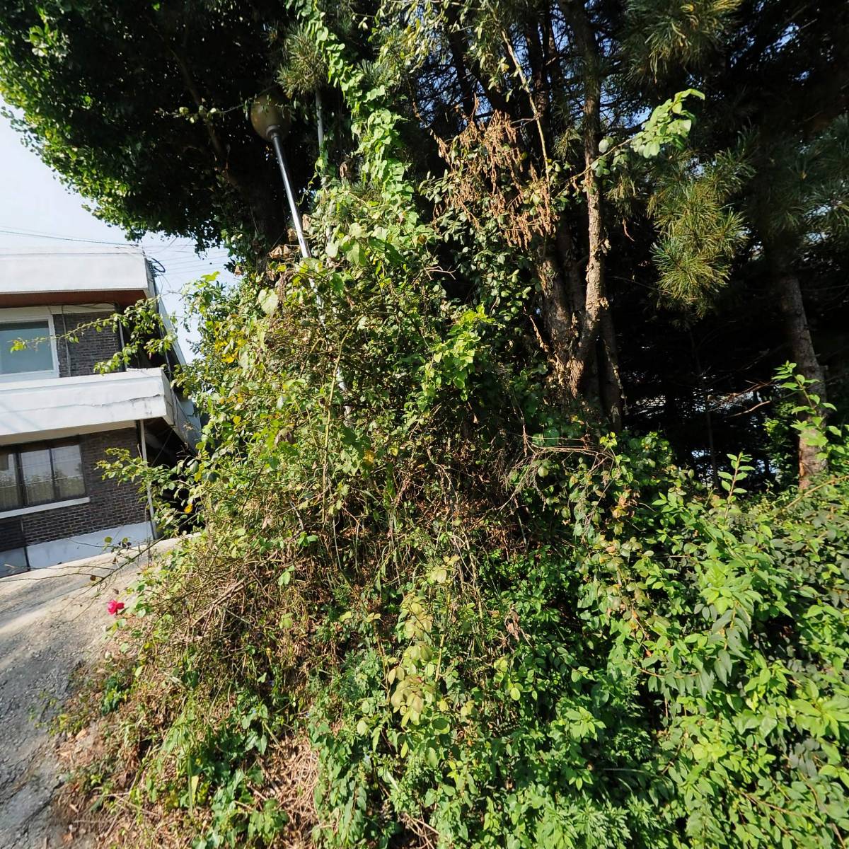 제일화학(주)