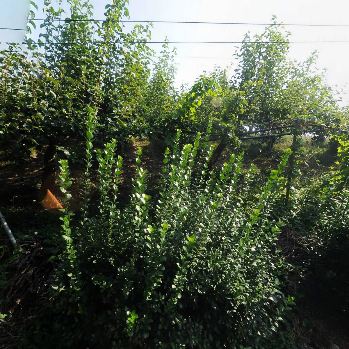 제일화학(주)_3