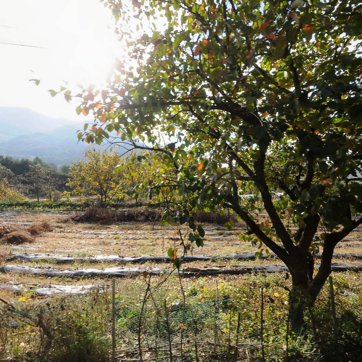 서대산농원