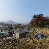 산삼나라 강원지사_3