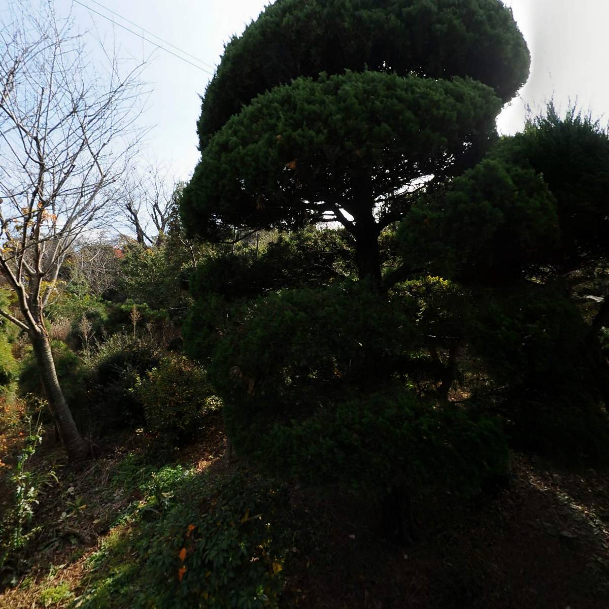 구룡식물원