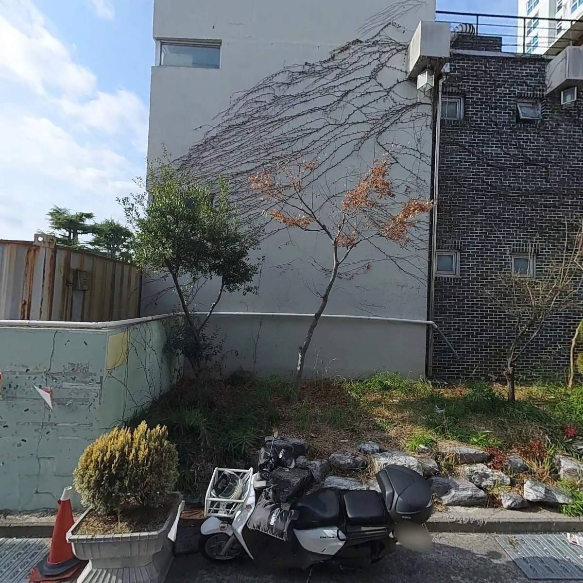 골드클로버