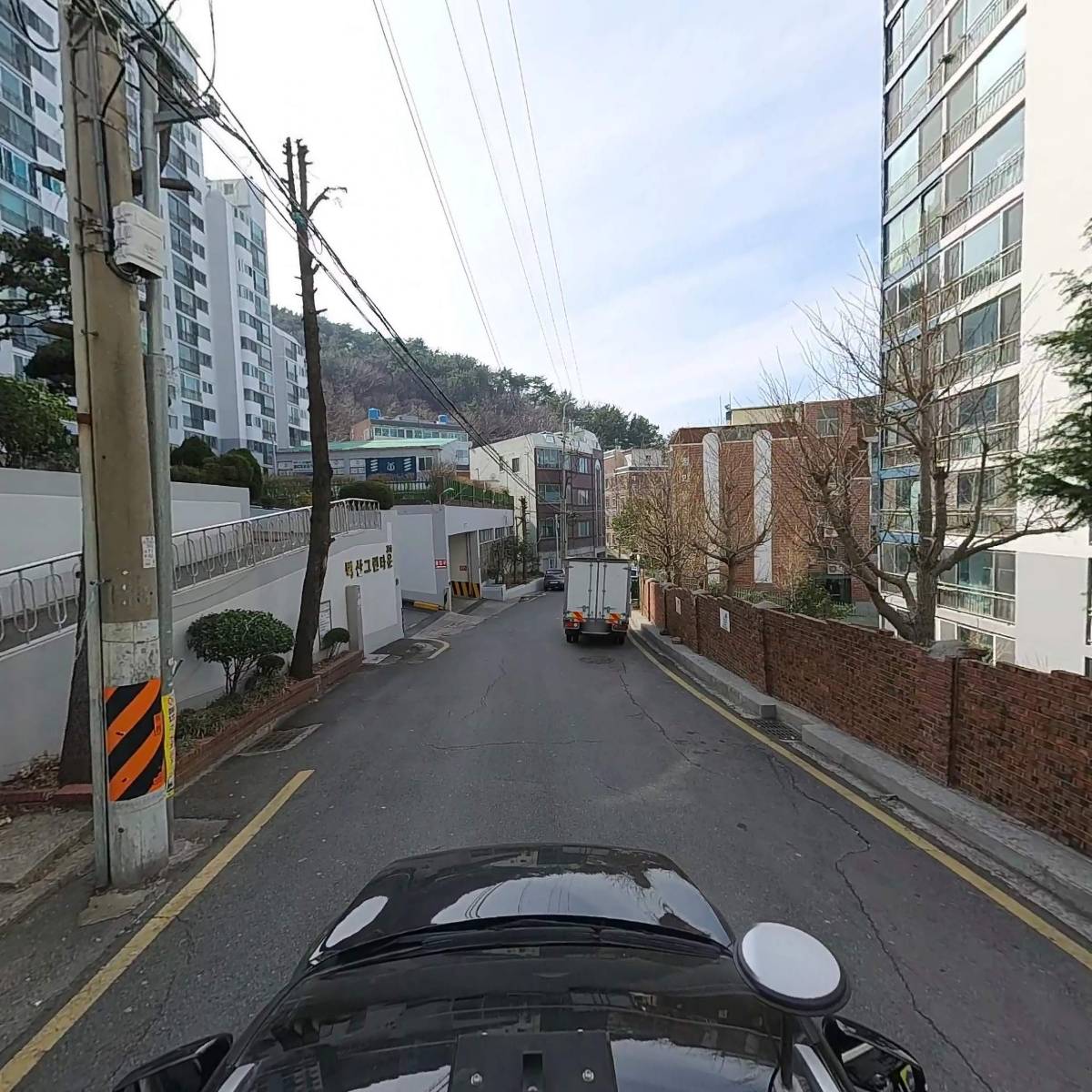 파이돈나무_4