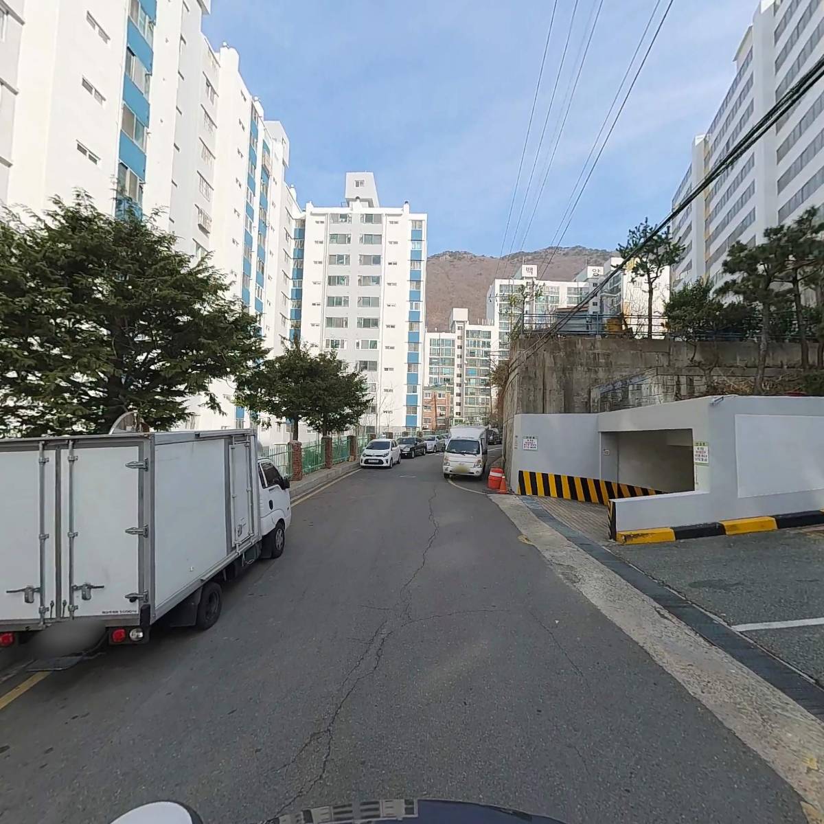 파이돈나무_2