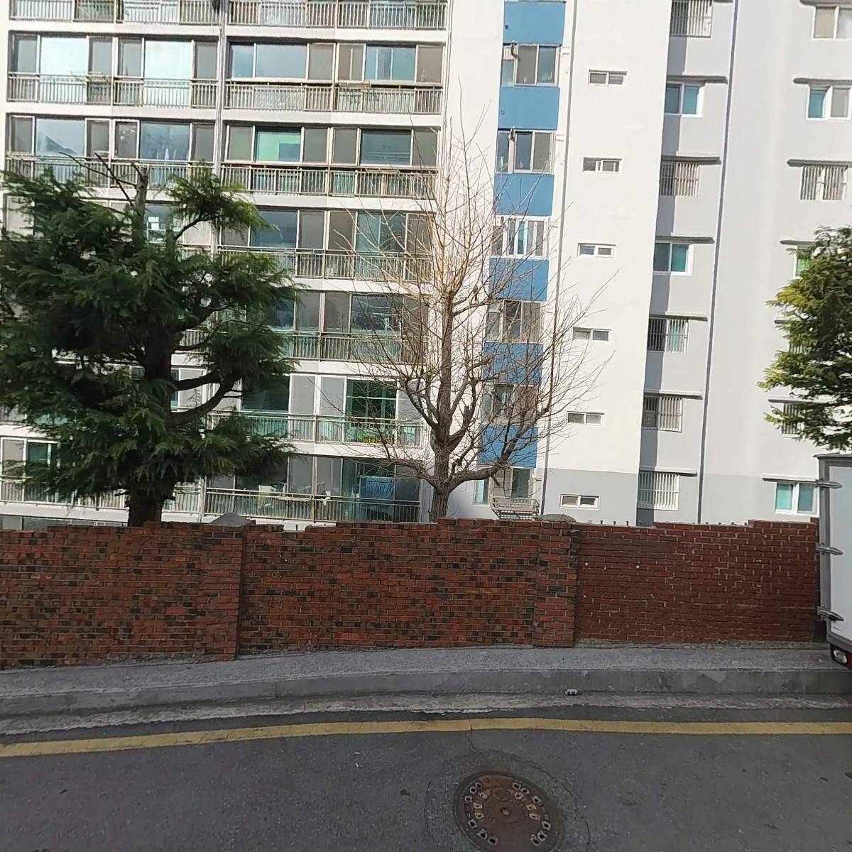 파이돈나무