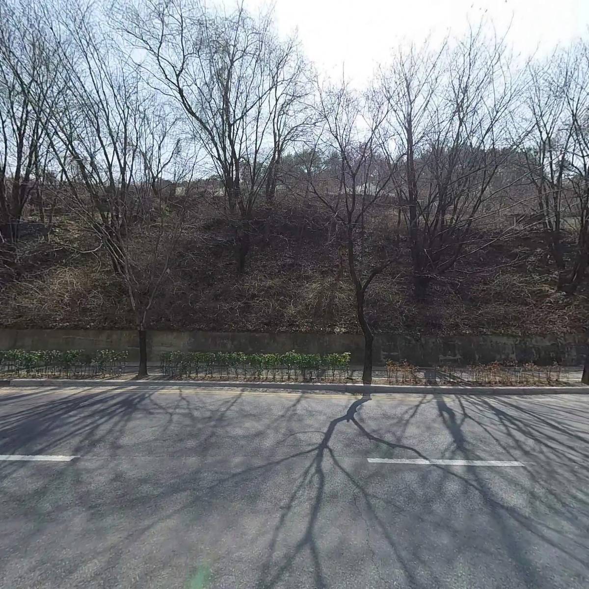 소나무_3