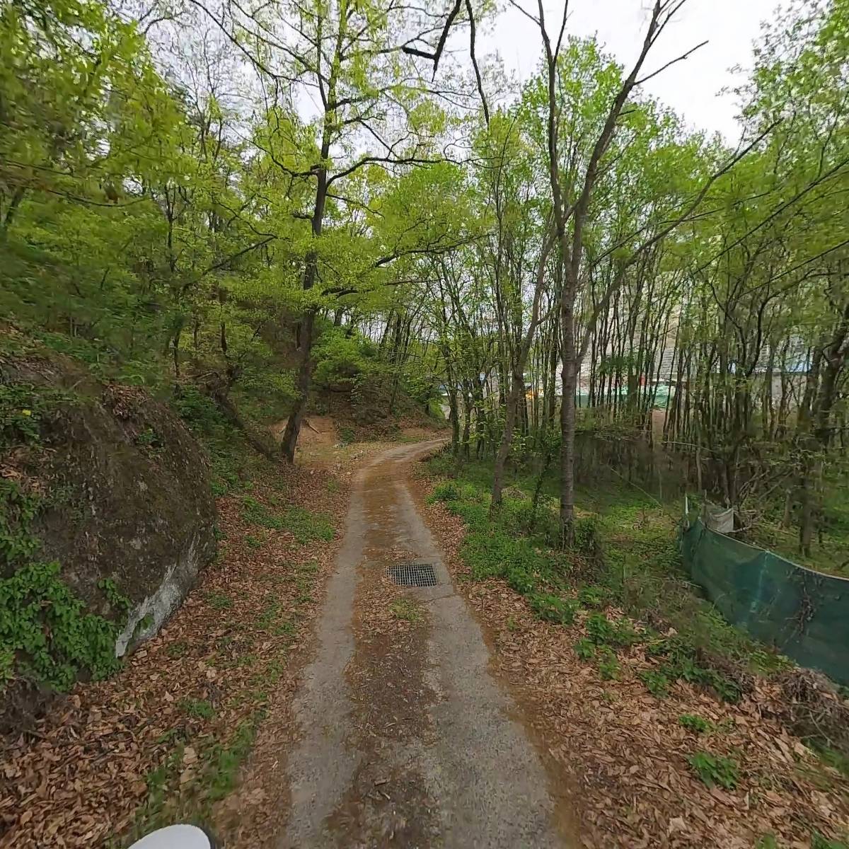 안동 벌목 산업_2
