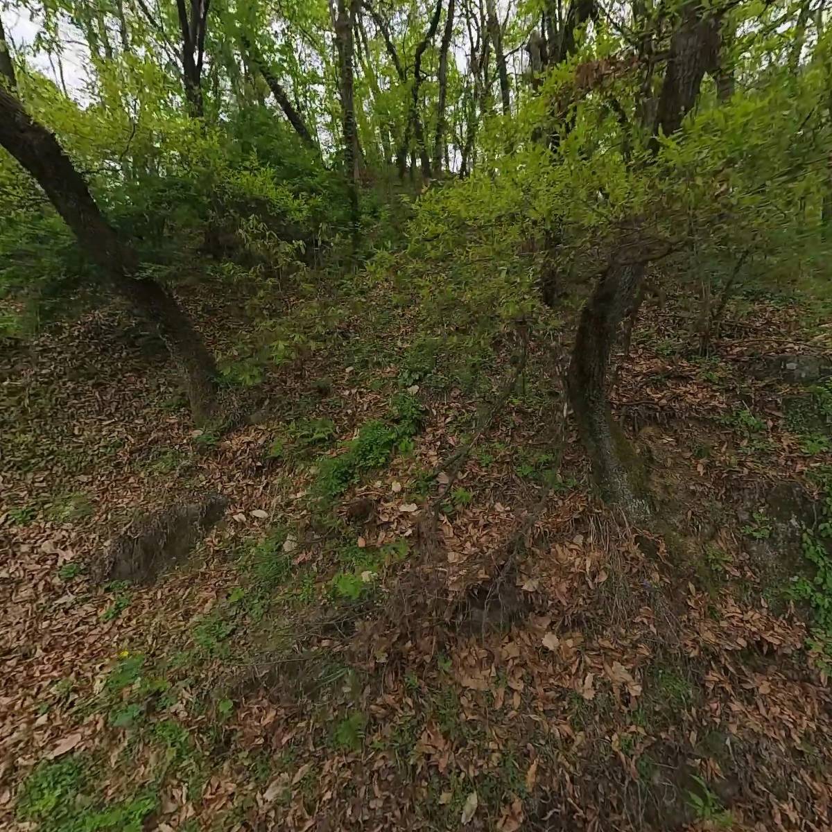 안동 벌목 산업