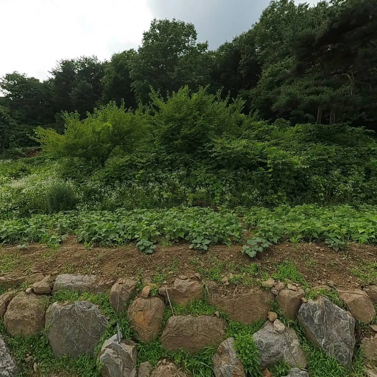 여름