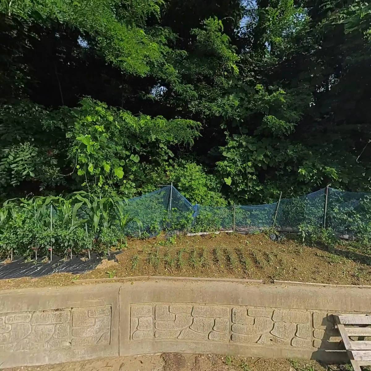 디엔엠티