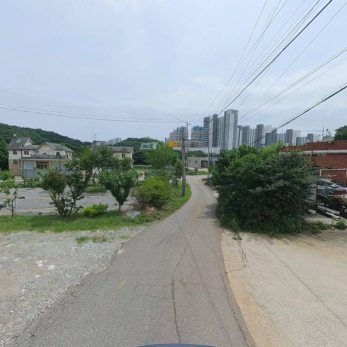 펫블리피쉬_2