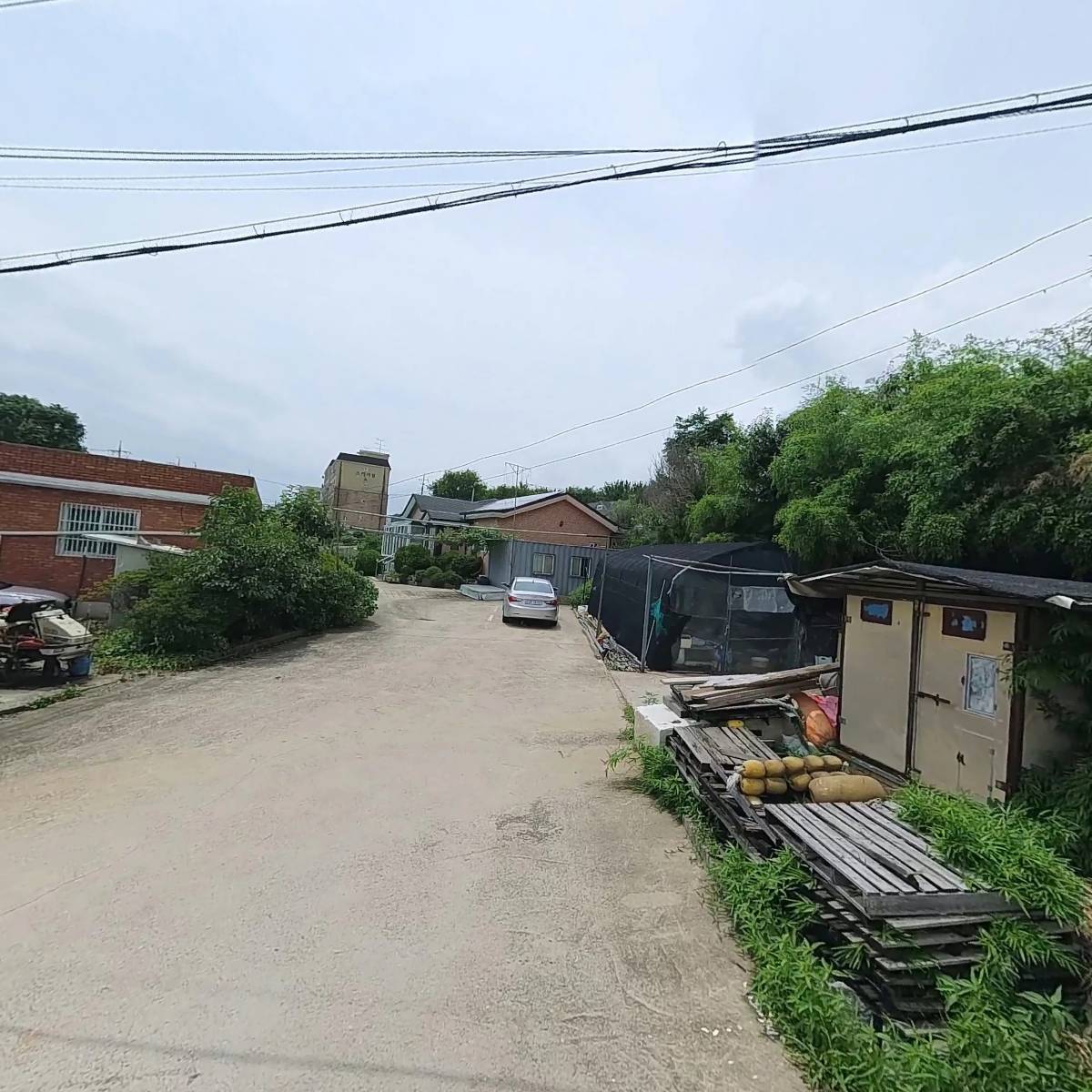 펫블리피쉬_3