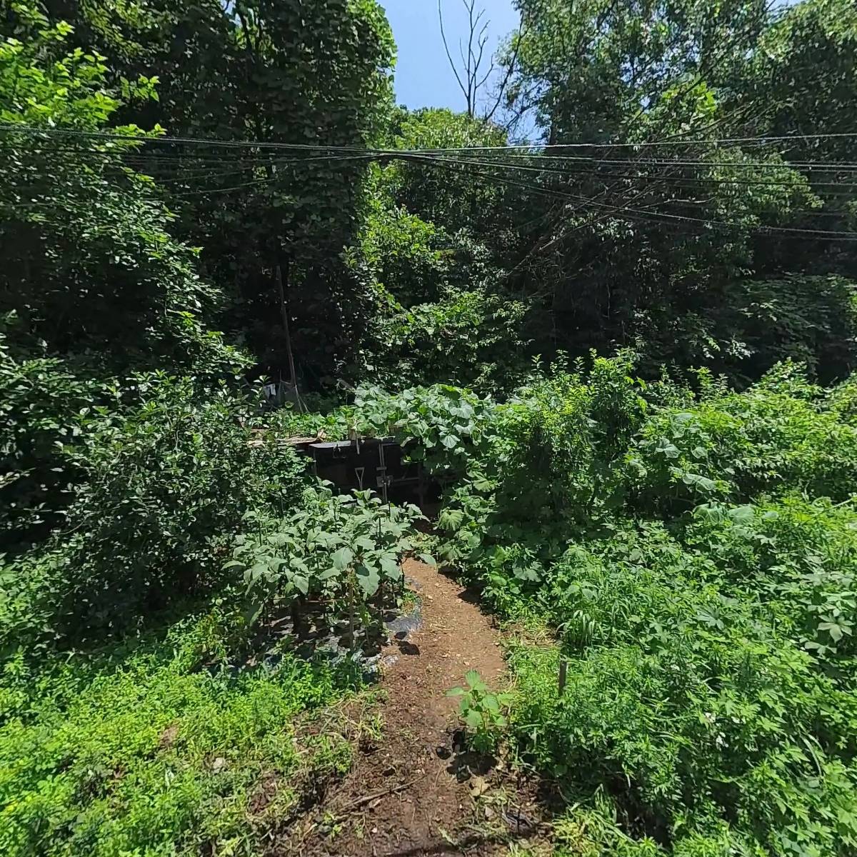 세디SEDI