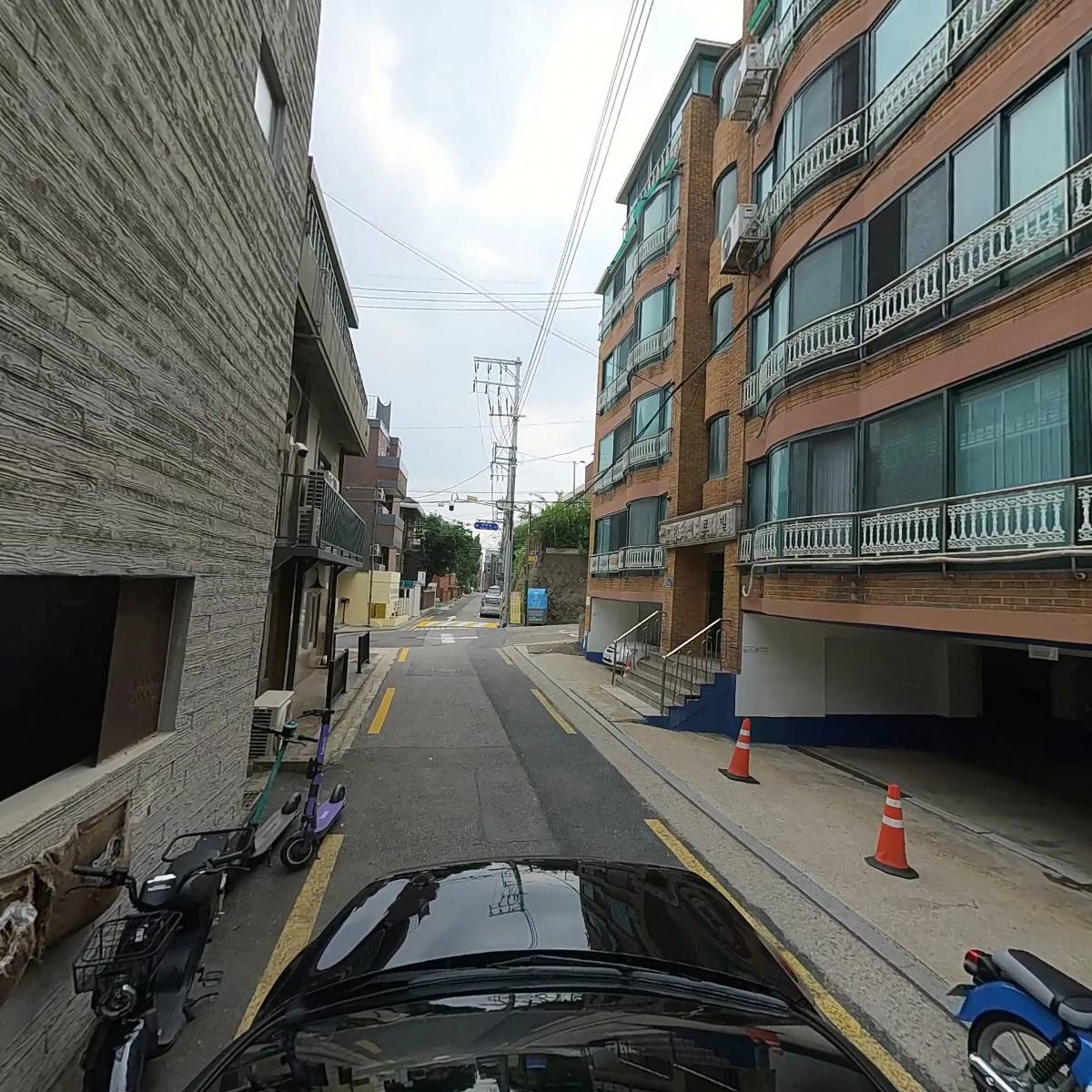 그레이프프루트(Grapefruit)_4